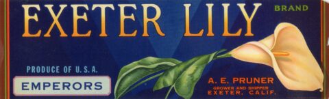 Exeter Lily